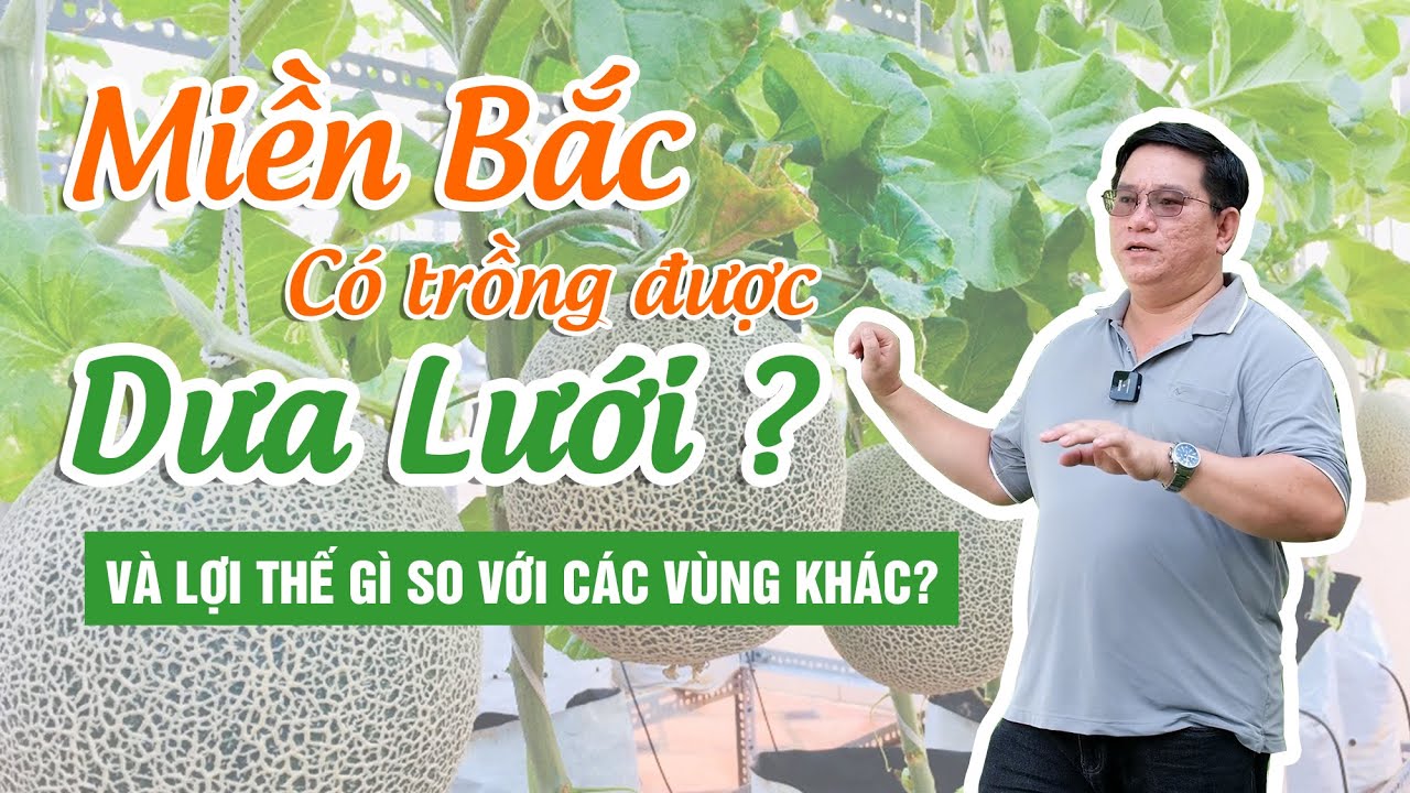 Trồng Dưa Lưới Miền Bắc - Và Những Lợi Thế So Với Các Vùng Khác...