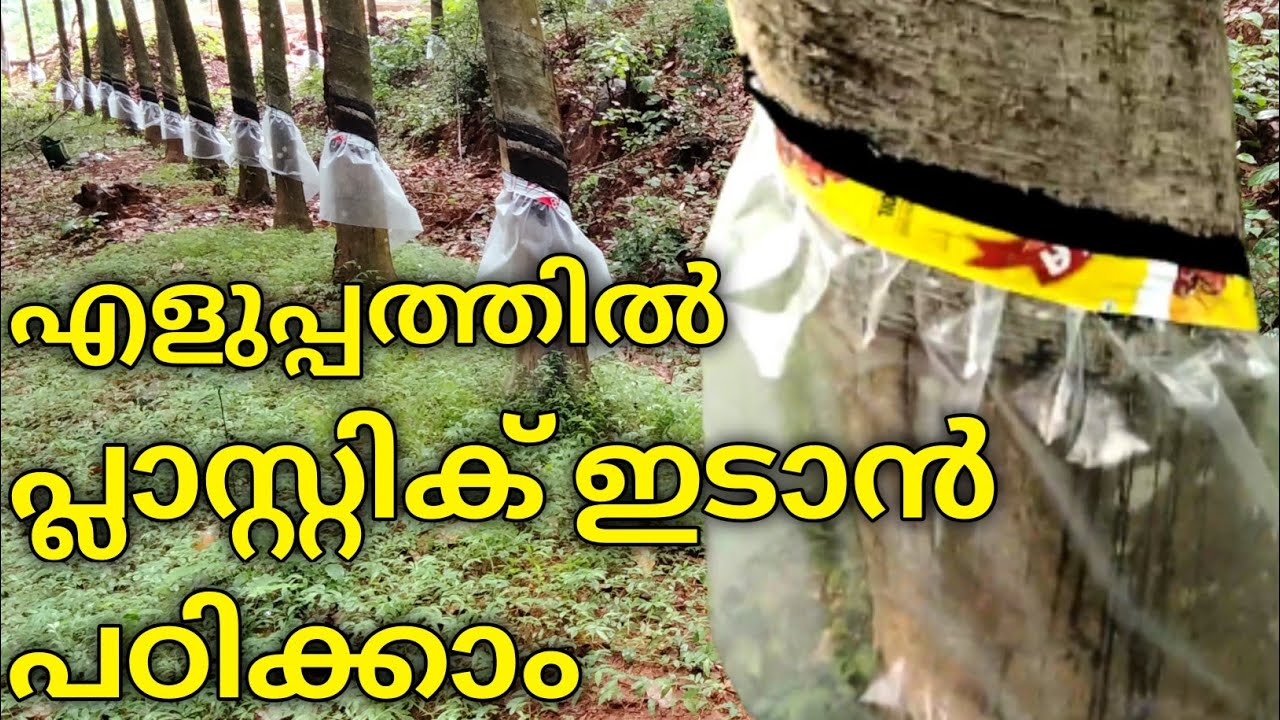 റബ്ബർ മരത്തിൽ പ്ലാസ്റ്റിക് ഇടാൻ പഠിക്കാം | How to rain guarding in rubber trees | Farm tech.