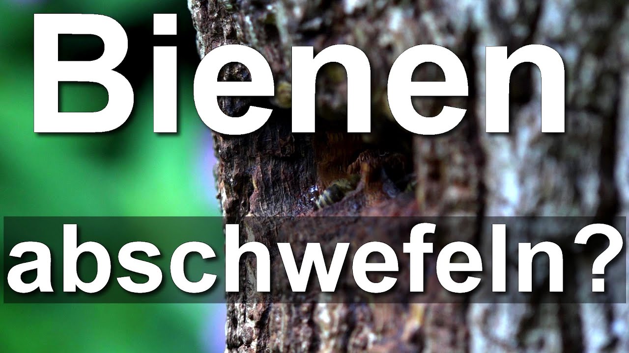 Klotzbeute: Bienen t&ouml;ten? Volk abschwefeln? F&uuml;r die Bienengesundheit ... Schwefel-Schnitten