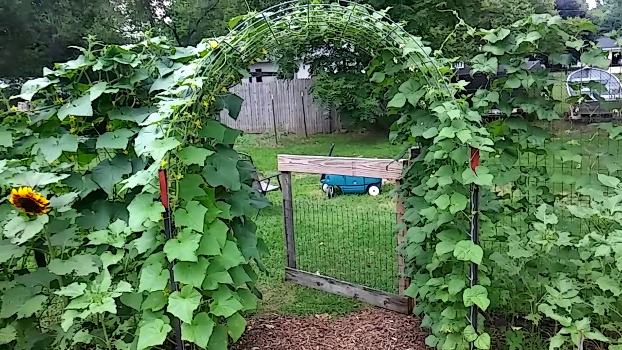 Cattle Panel Arch For Cucumbers And Green Beans