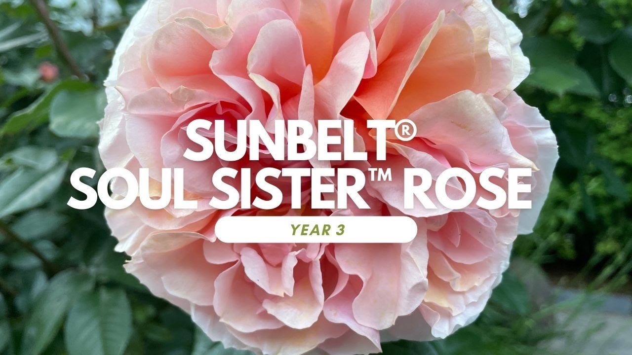 This is Sunbelt® Soul Sister™ floribunda rose, 3rd year in the garden. #garden #rose #kordes
