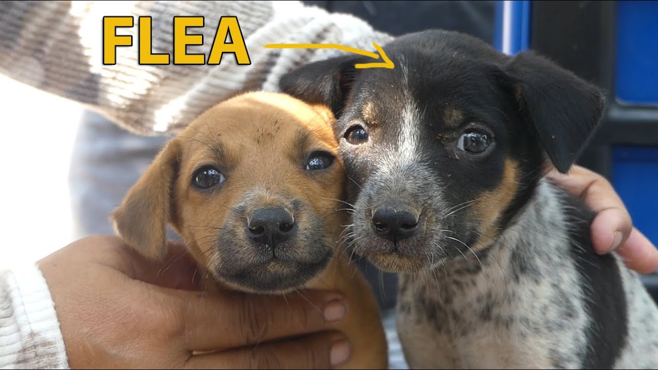 Removing flea from two puppy part2