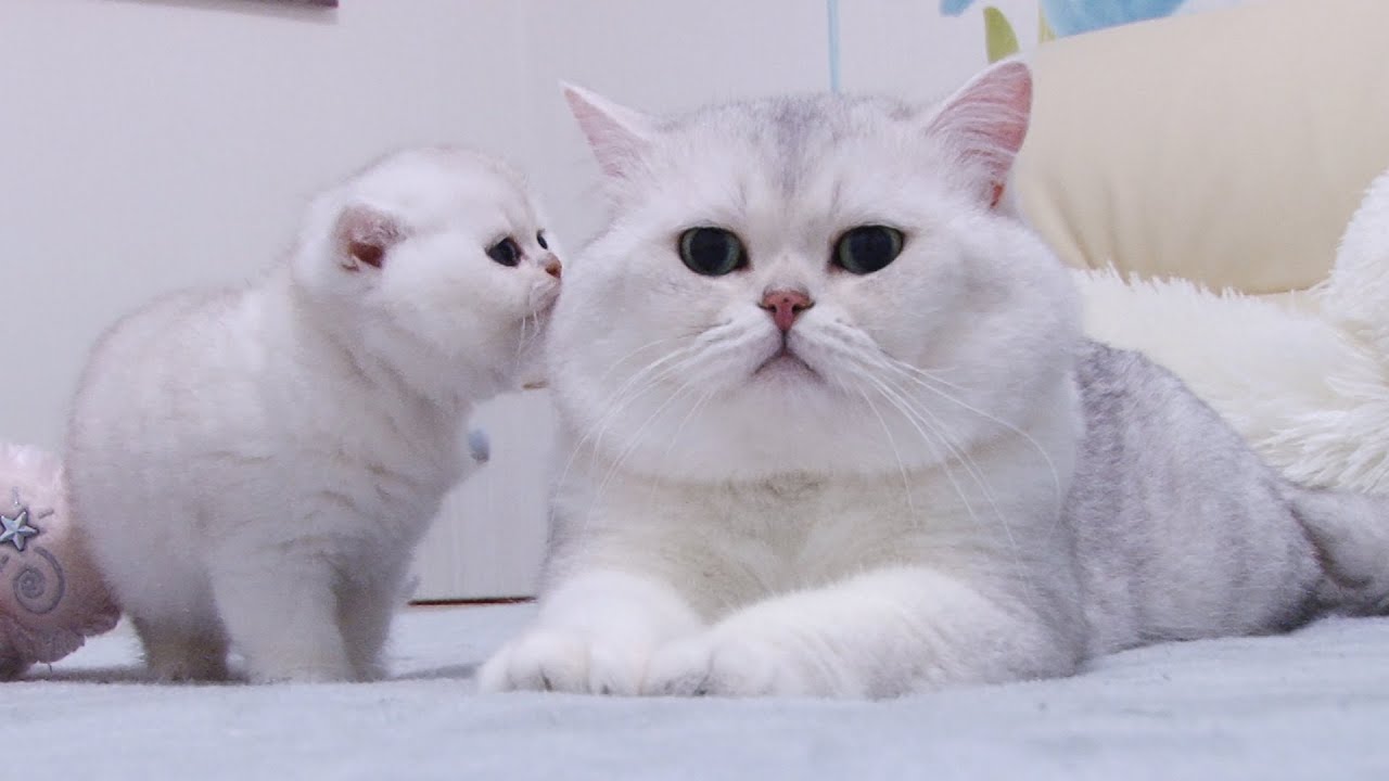 Британские котята впервые встречают Большого серебристого кота | Серебристая шиншилла - 1 месяц