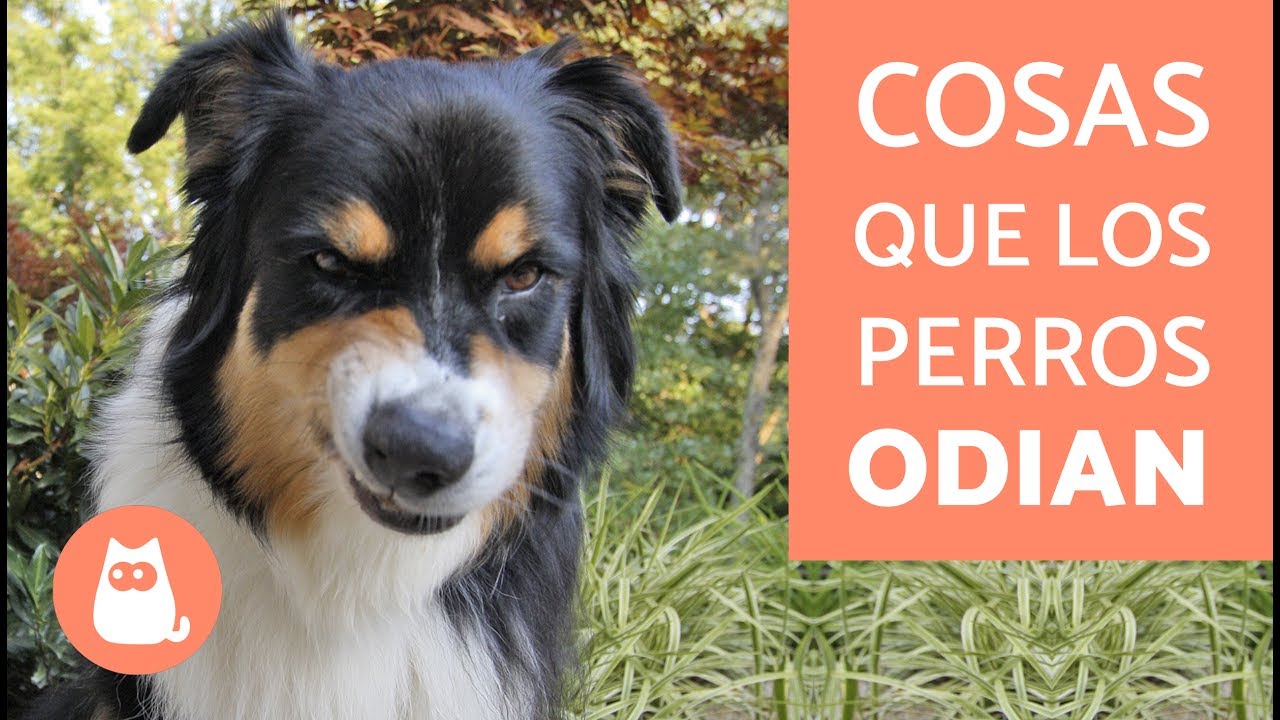 10 cosas que LOS PERROS ODIAN de las personas