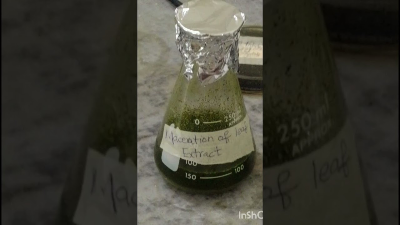 Maceration Of Leaf Extract For Antioxidant Activity of Azadirachta indica. #antioxidantactivity