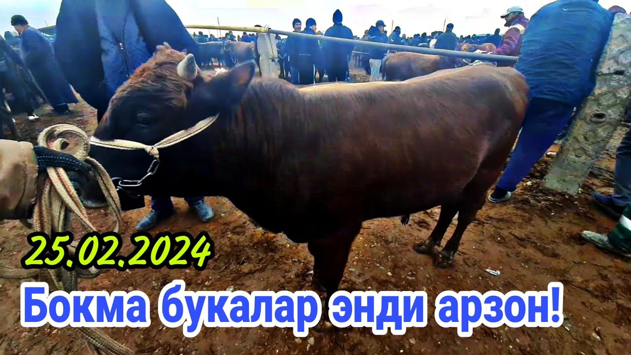 Карши Карвон мол бозори нархлари 25.02.2024