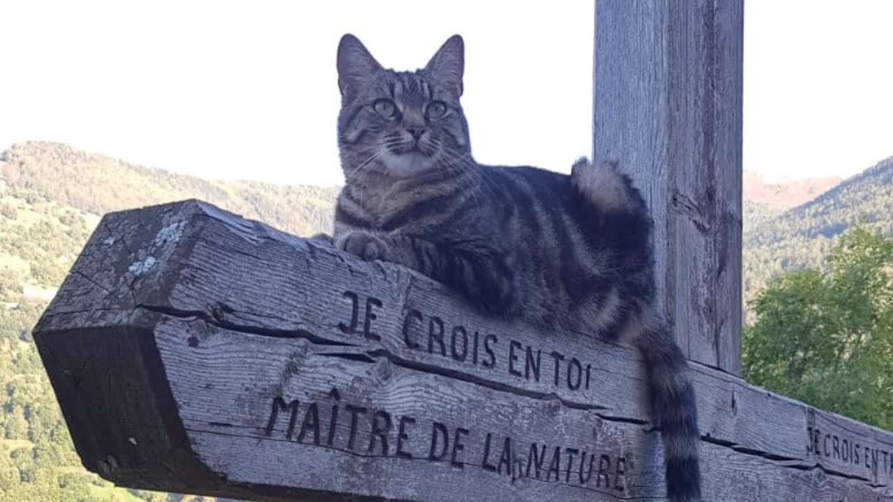 Les LEÇONS DE VIE que Mon Chat m'apprend