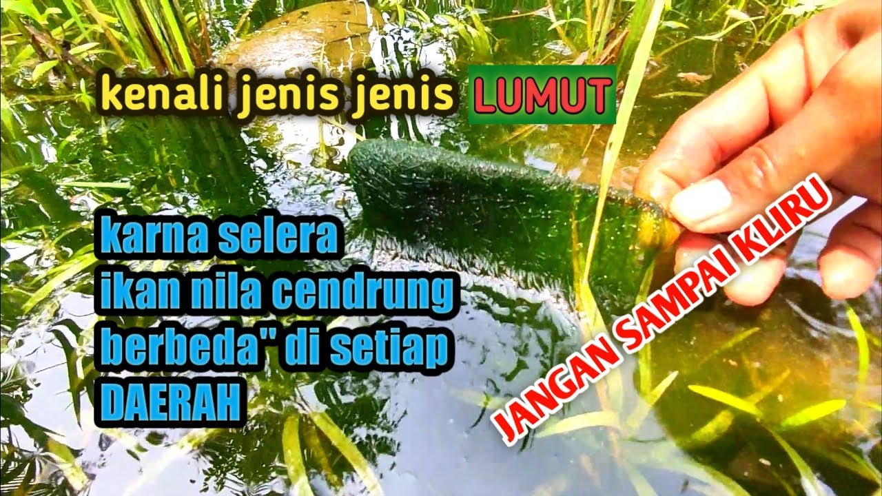 lumut sawah untuk umpan nila dan cara memilih lumut yang bagus