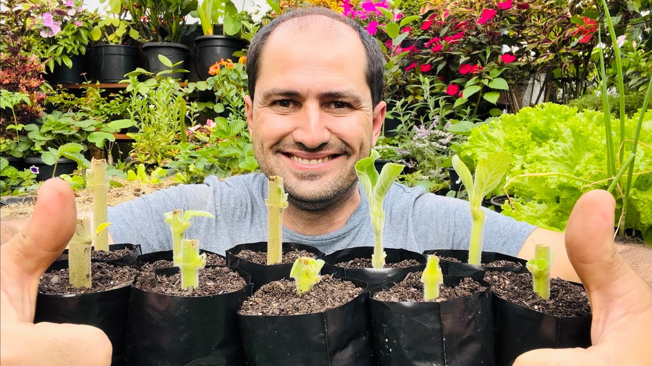 COMO FAZER MUDA DE BOLDO CORRETAMENTE