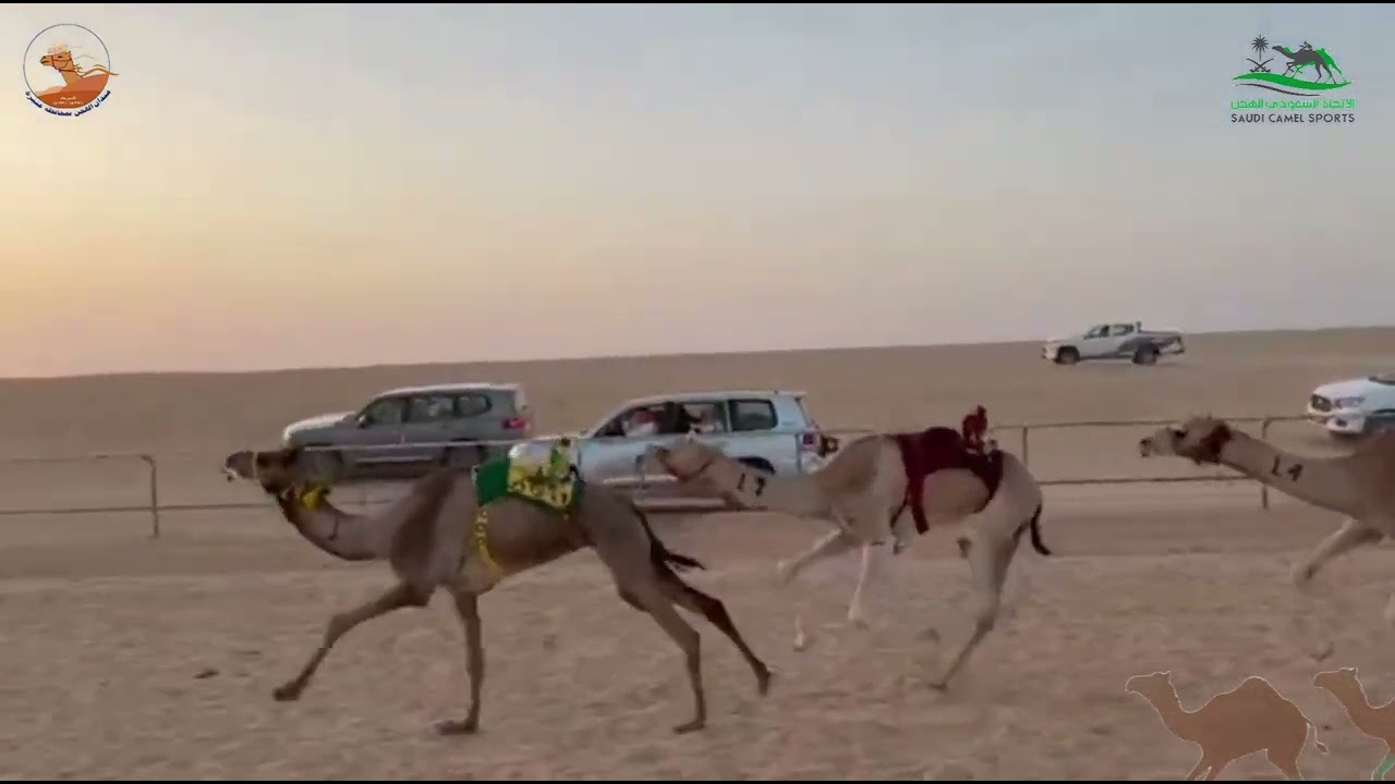 الشوط الاول بكار حيل الجذابة / مشعل بن ملوح العنزي