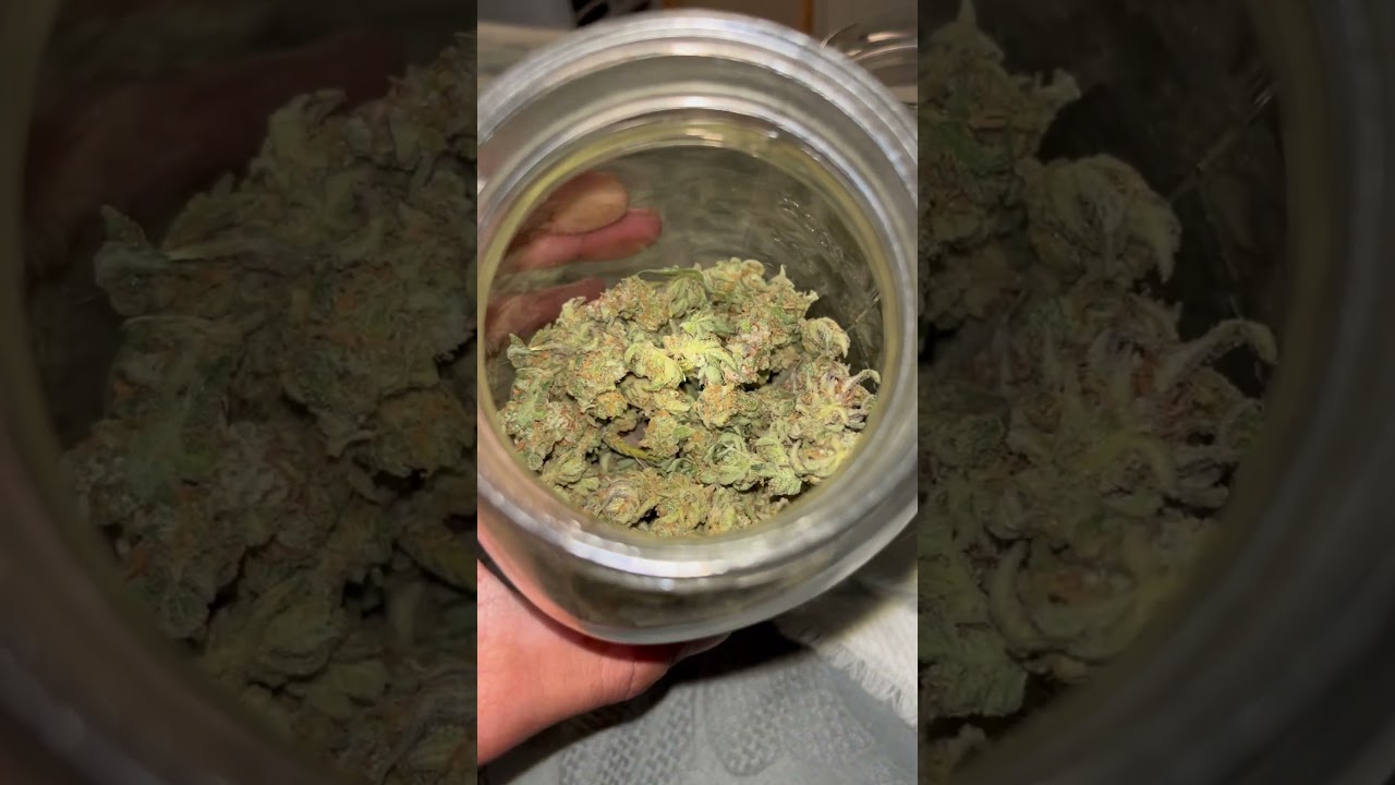Curing In Jars #trending #viralvideo #shorts #foryou #fyp #viral #short #weed #shortvideo #plants