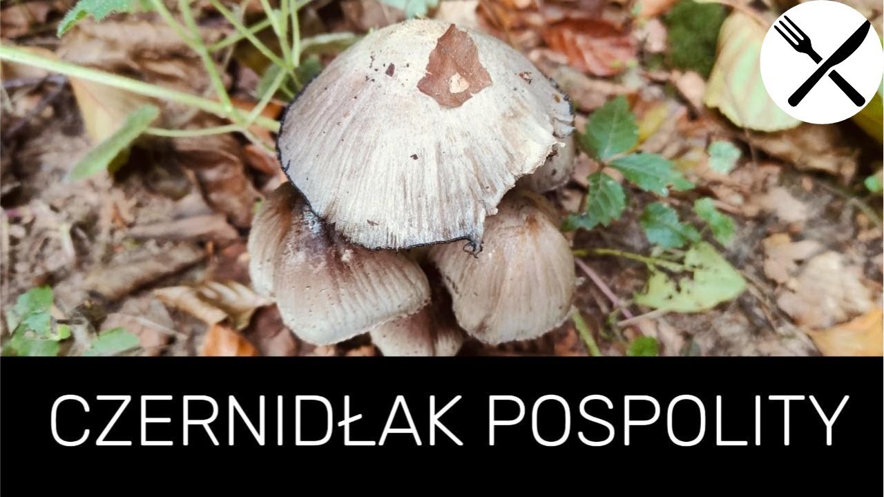 Czernidłak pospolity (czernidłówka pospolita) - paskudztwo w trawie!