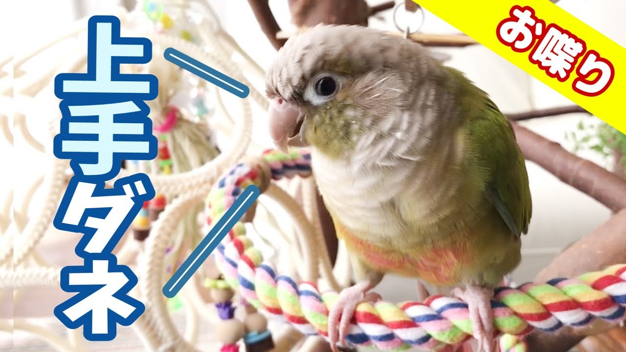 褒めて欲しくて何度も「上手だね」と言うインコ