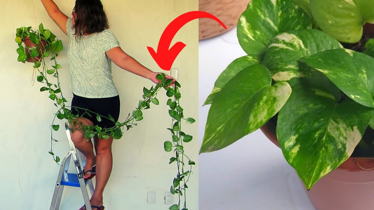 UAU! Como cuidar da Jibóia para ficar gigante | Crescer rápido sem gastar nada | Jibóia como cuidar