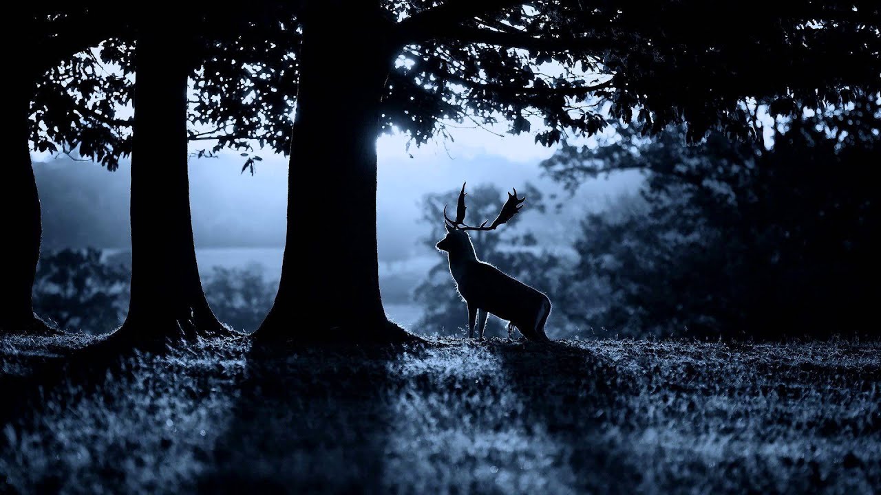 Diary of Dreams - Wild