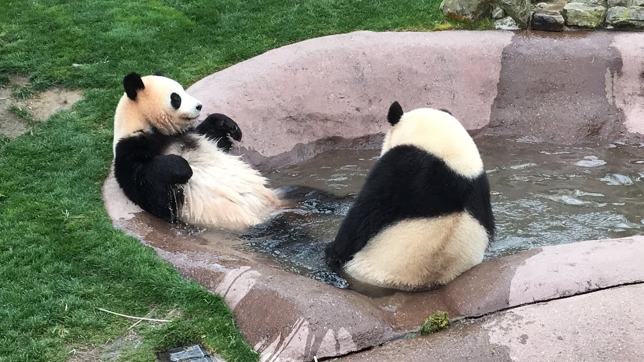 ふたご姉妹 パンダ🐼🐼桜浜🌸桃浜🍑