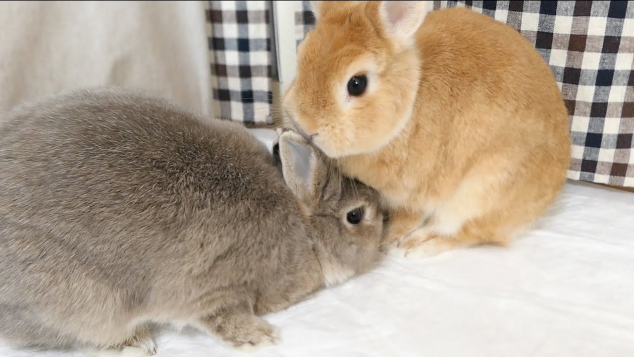 新しい部屋にビビって震える弟うさぎを守る姉うさぎ