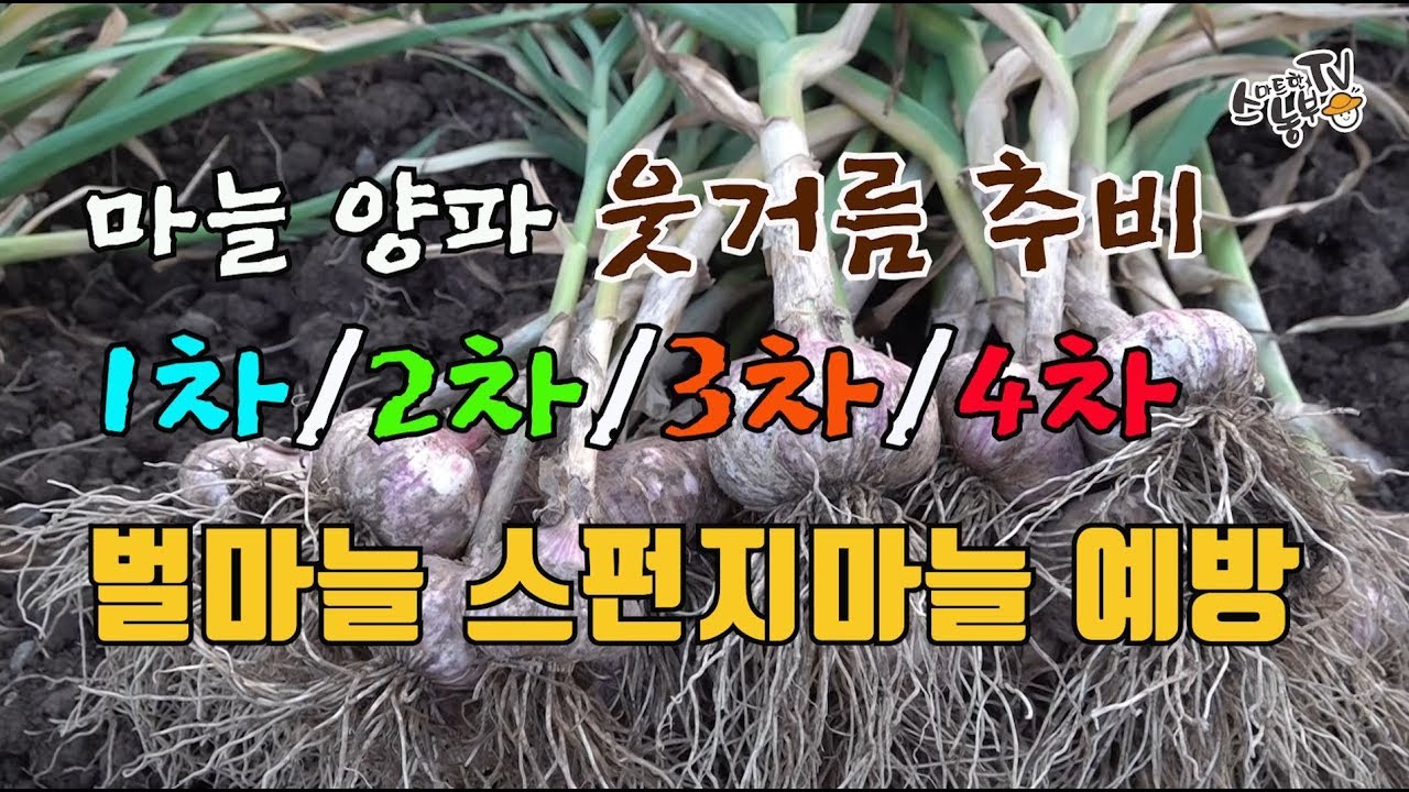 마늘 양파 비료 종류와 살포시기 (1차 2차 3차 추비) 웃거름 주는 방법