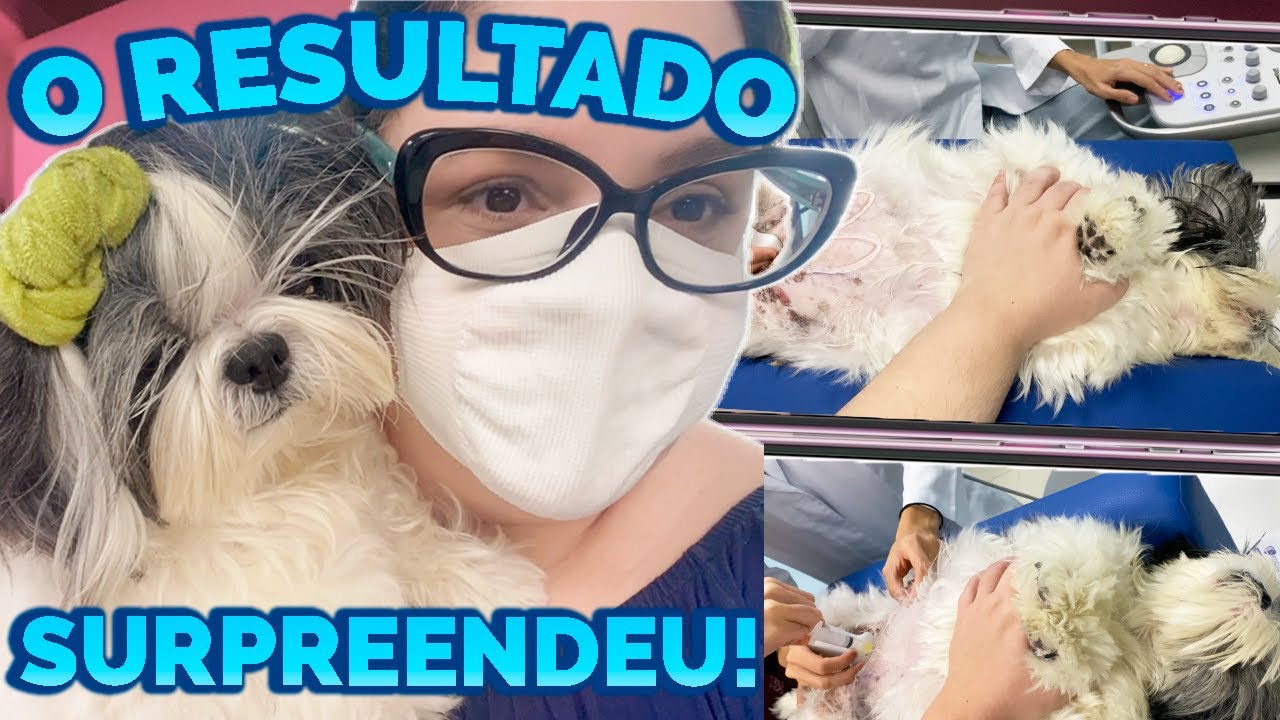 EXAMES VETERINÁRIOS DA MELLY: ULTRASSOM ABDOMINAL, RAIO-X, URINÁLISE E RESULTADOS