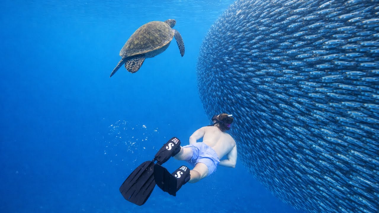 This Snorkelling Blew My Mind!