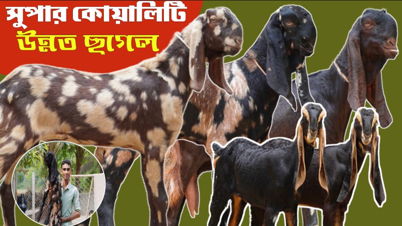 ✅🐐🐐সুপার কোয়ালিটি বাচ্চা ছাগলের বিপুল সমারহ | ব্যান্ডের বাচ্চা ছাগল কিনুন আবু ভাই এর কাছথেকে |✅🐐🐐
