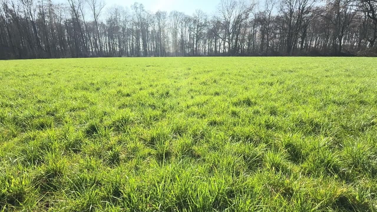 Grasfeld #deutschland #nature #subscribe #tree #farming #travel #farmer #relaxing #realvoice 