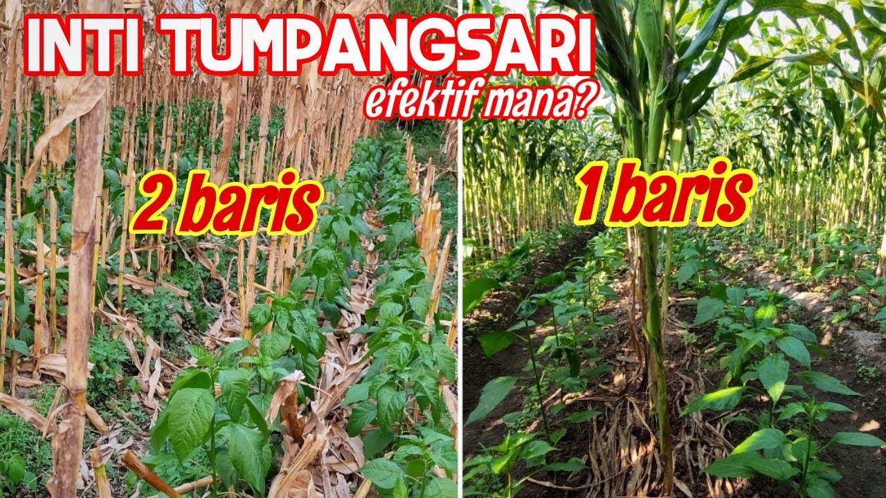 INTI DARI TUMPANGSARI JAGUNG DAN CABE!! INI KUNCINYA