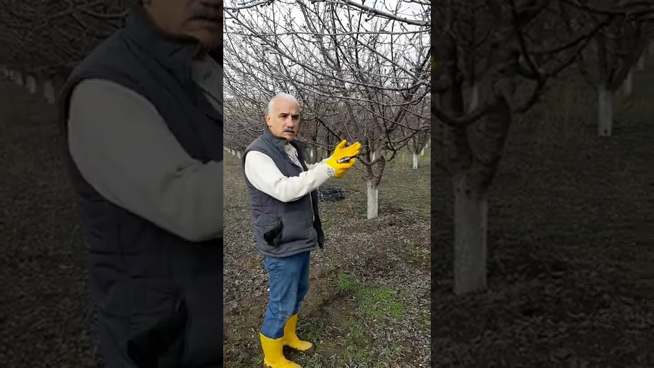 KİRAZDA BUDAMA İBRAHİM ERTEĞİ AÇIKLAMALARI