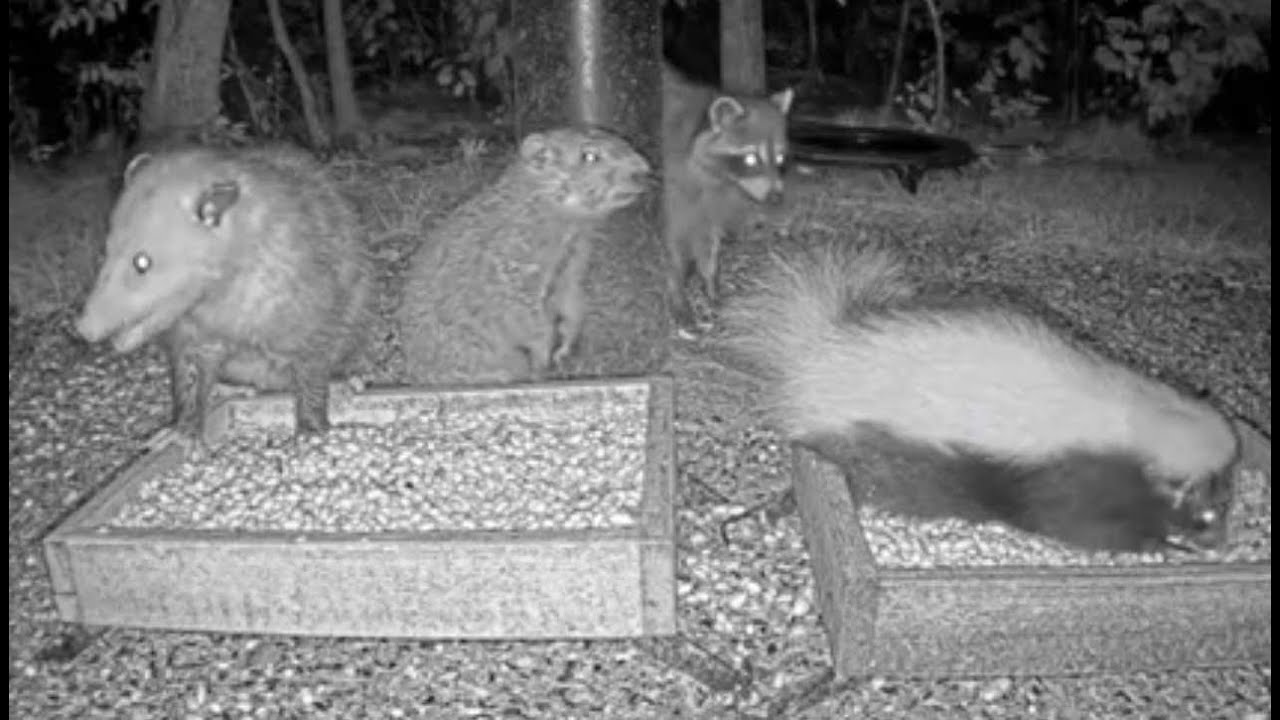 Raccoons, Skunks, an Opossum and a Groundhog Eating Together at BWHQ