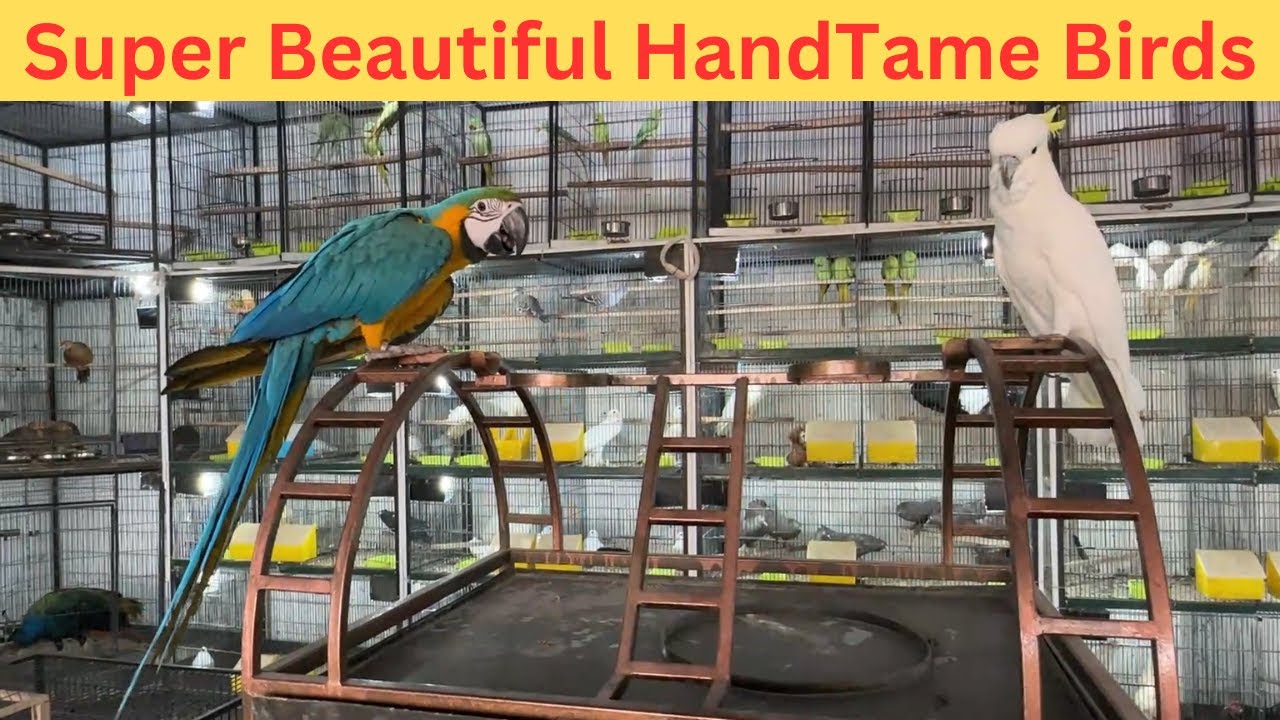 Birds Paradise | Beautiful Birds On Birds Paradise Shop Multan | M Birds