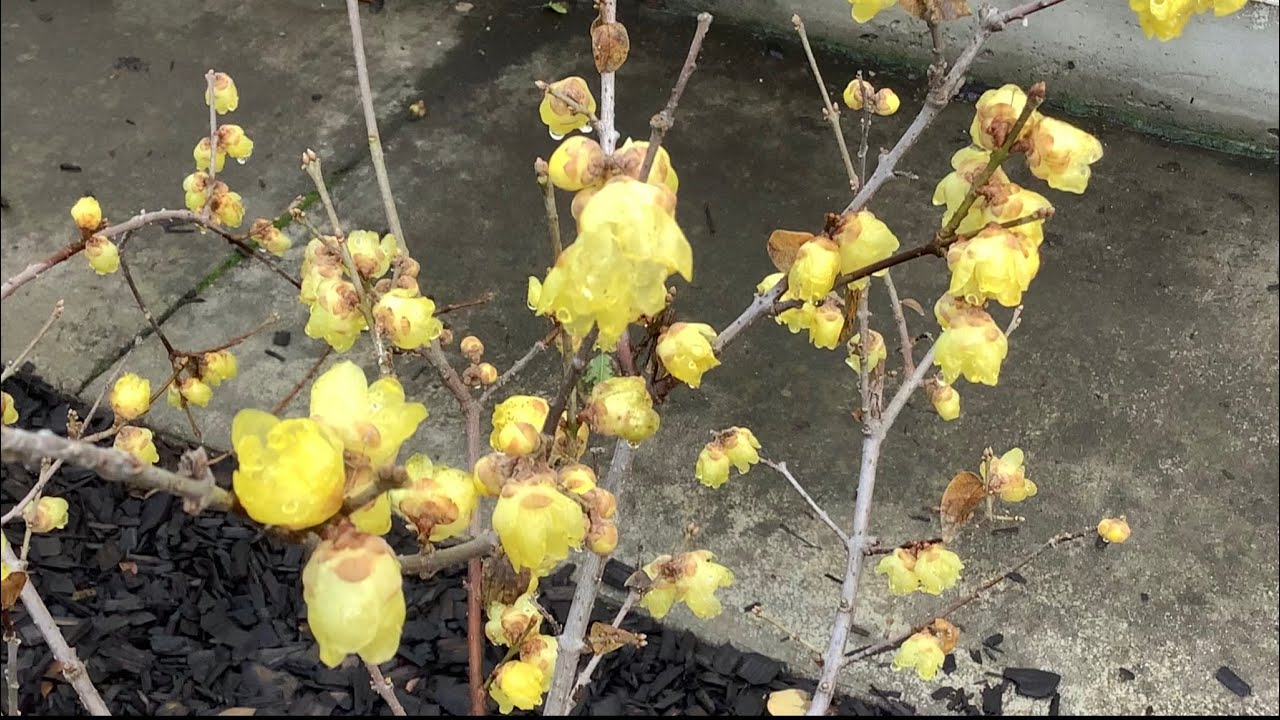 盆栽腊梅剪枝一年后的开花分享 Chimonanthus Praecox in Container Reblooming after Trimmed One Year Back