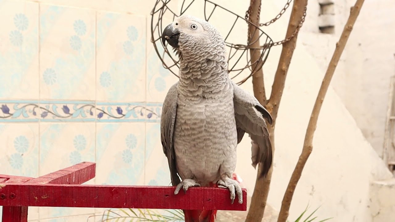 Parrot Calling my name | My best talking parrot | Tame African Grey Parrot