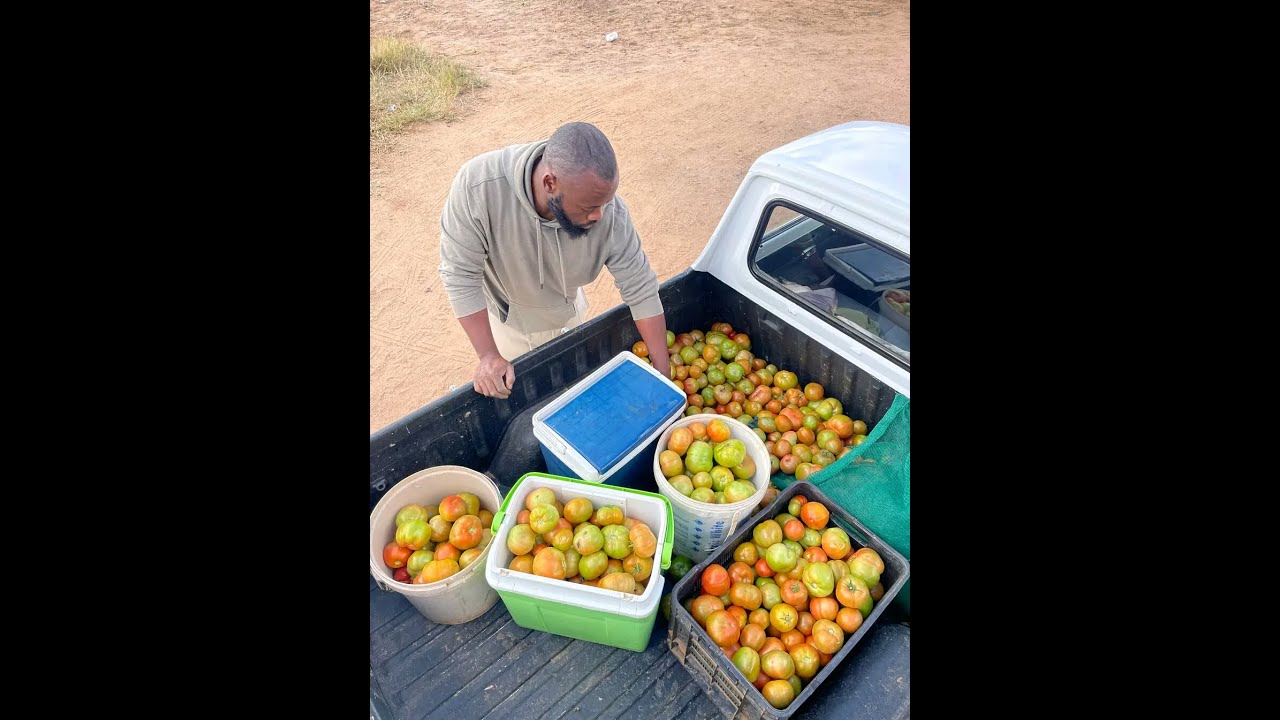 This is what Regenerative agriculture is Maximum harvest on Zero tillageKiambu #climatesmartfarming