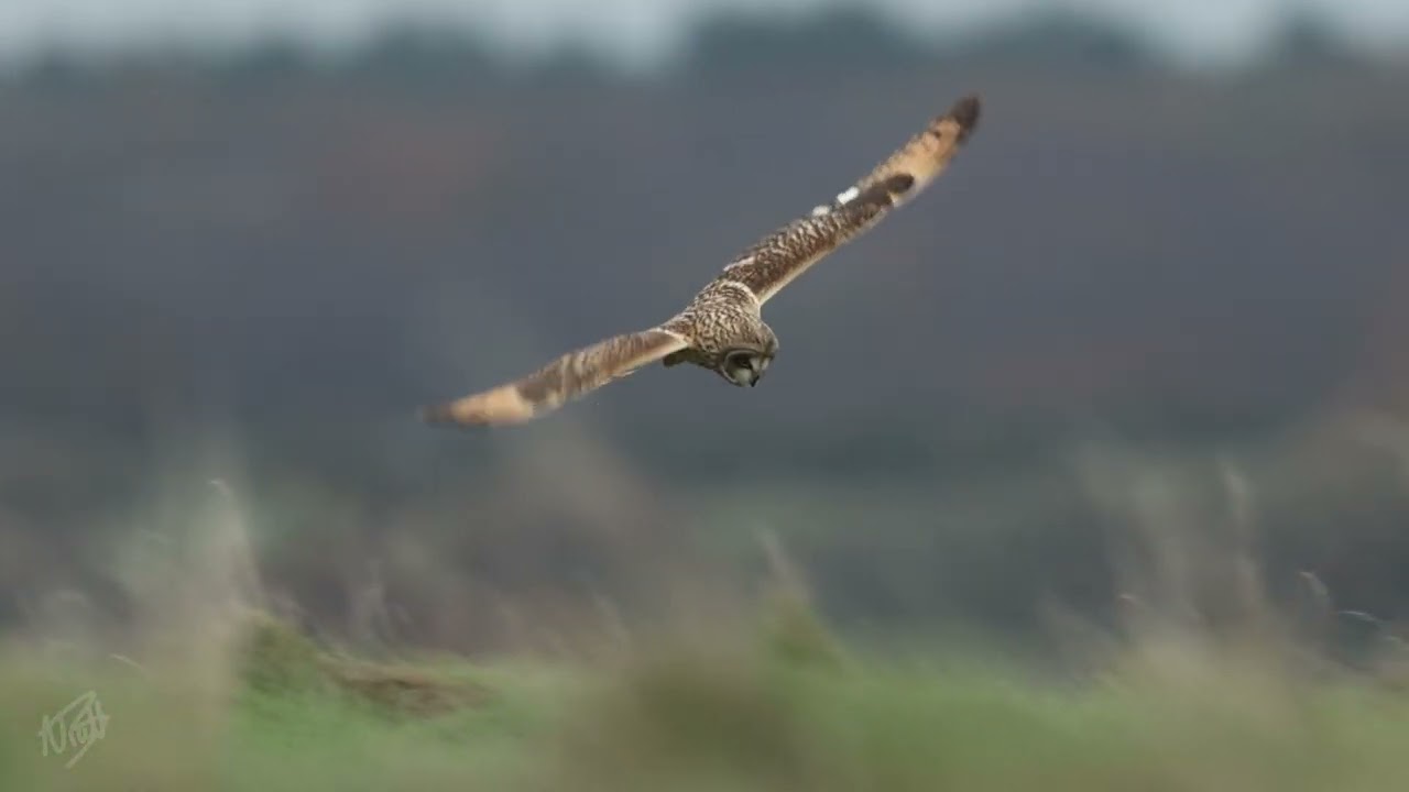 Short-Eared Owls  2023