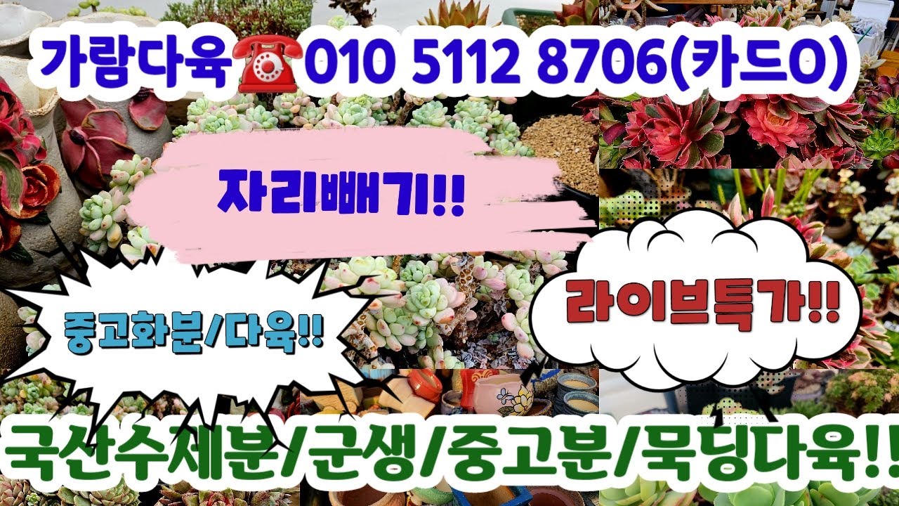 가람다육☎️010 5112 8706(카드O) 💗국민다육/에어니옴/중고분/국산수제분 #다육쇼핑#초보다육