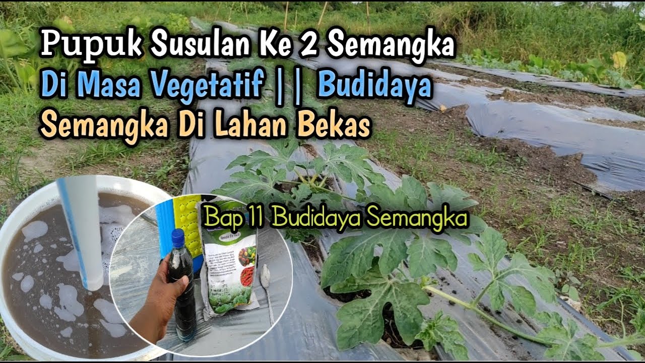 Pupuk Susulan Ke 2 Semangka Di Masa Vegetatif || Budidaya Semangka Di Lahan Bekas