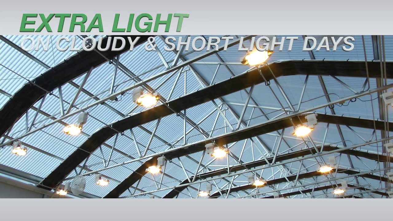 Cannabis Light Deprivation  - Nexus Greenhouse Systems