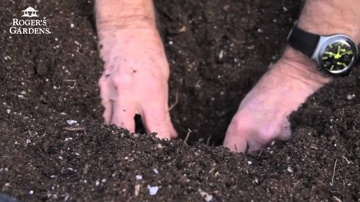 Lew Whitney's Secrets to Growing and Maintaining Dahlias