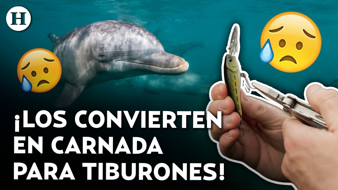 ¡Los usan como carnada para tiburones! Encuentran restos de delfines en Tamaulipas
