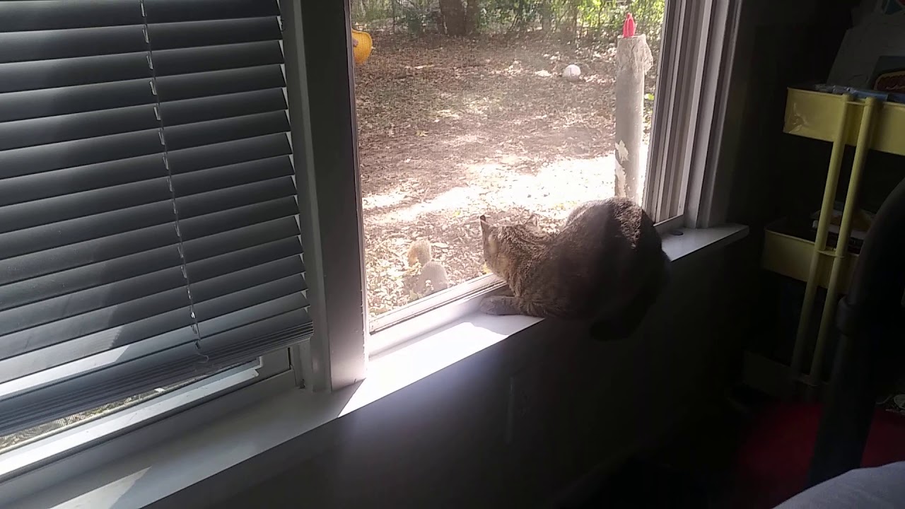 Kiki and the squirrel