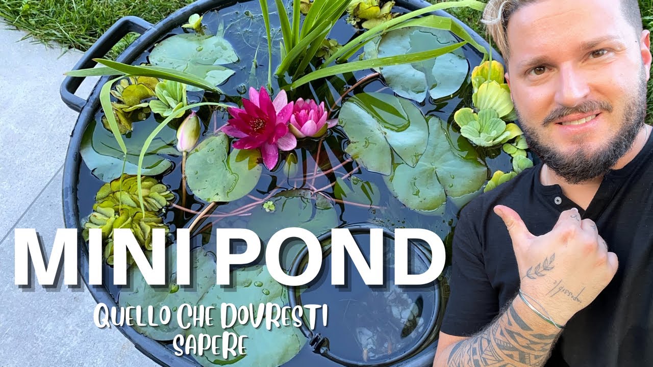 MINI POND in Casa o in Terrazzo: Come farlo ripartire