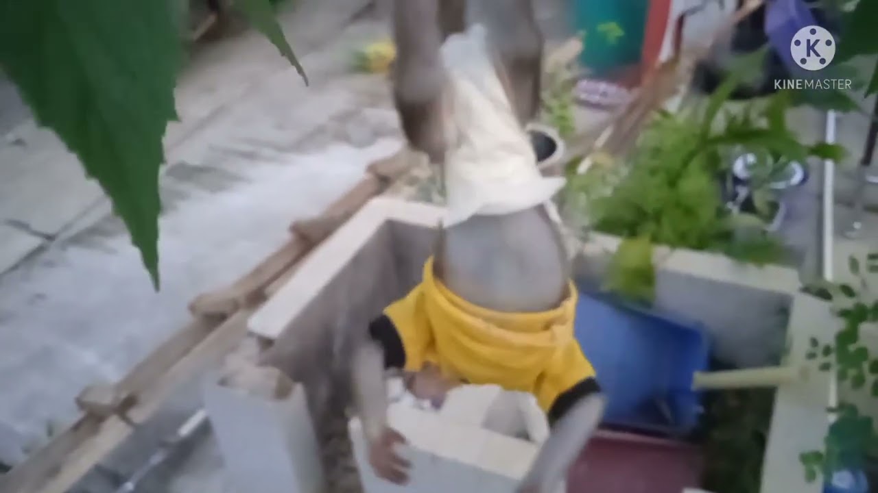 monpai(Chiko) belajar manjat !!