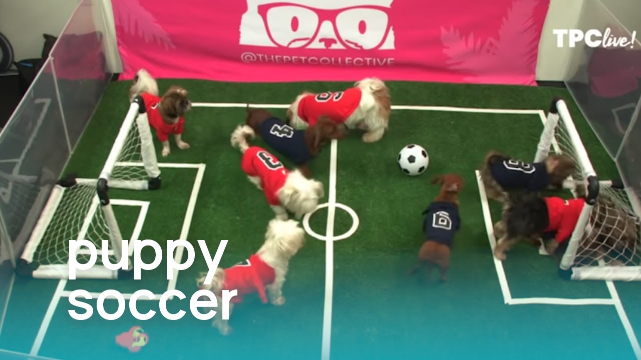 TPC Live! Puppies Play Soccer (Pup Cup 2019) | The Pet Collective