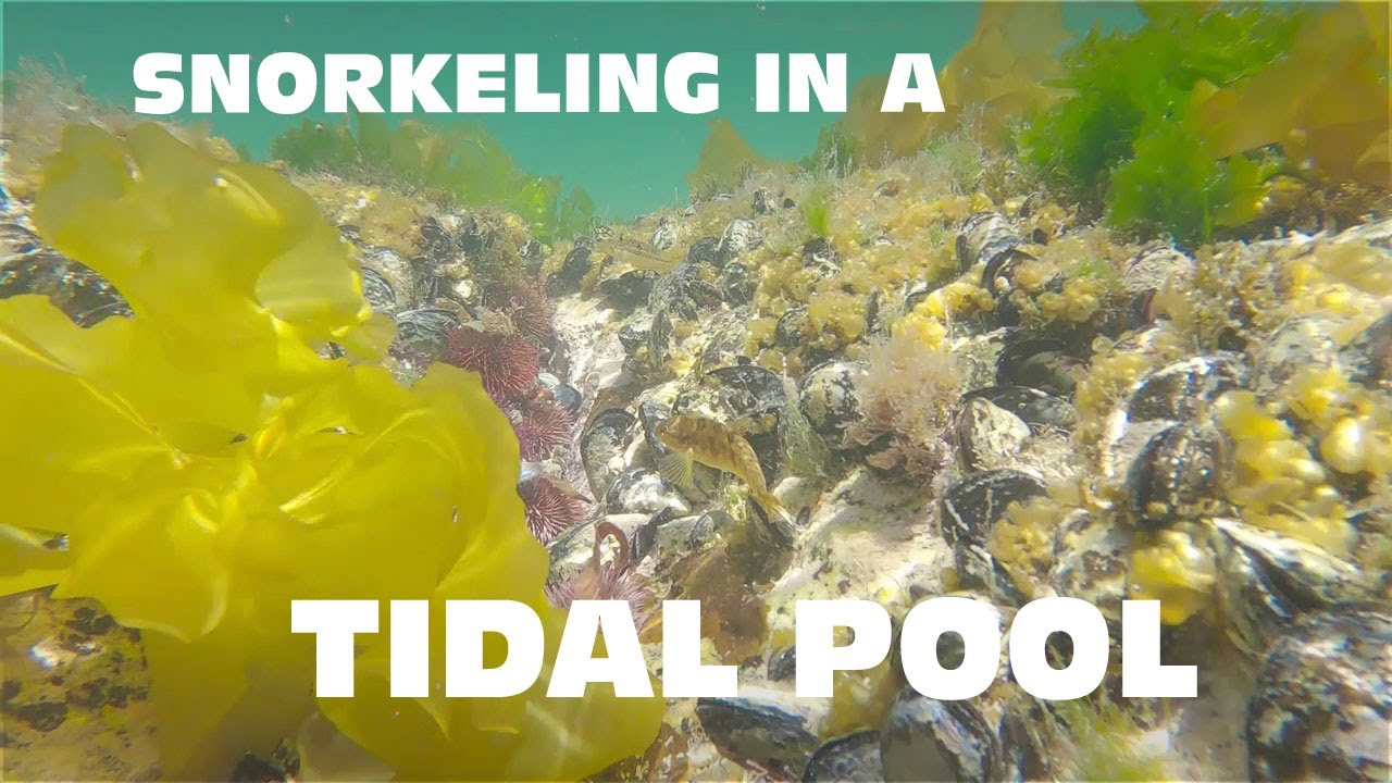 Snorkeling MIller's Point Tidal pool Near Cape Point, South Africa