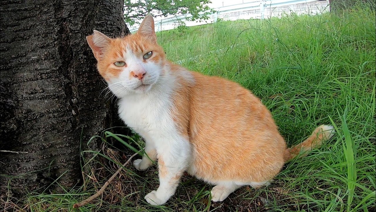 草の上で寝ていた野良猫をナデナデしたら大音量のゴロゴロで喜んだ