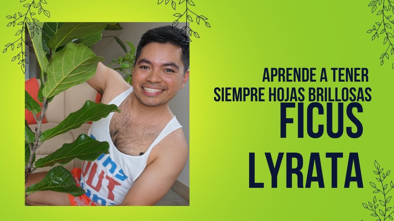 Cómo Limpiar y Mantener Brillantes las Hojas de Ficus Lyrata 🌿✨ | Guía Fácil y Rápida