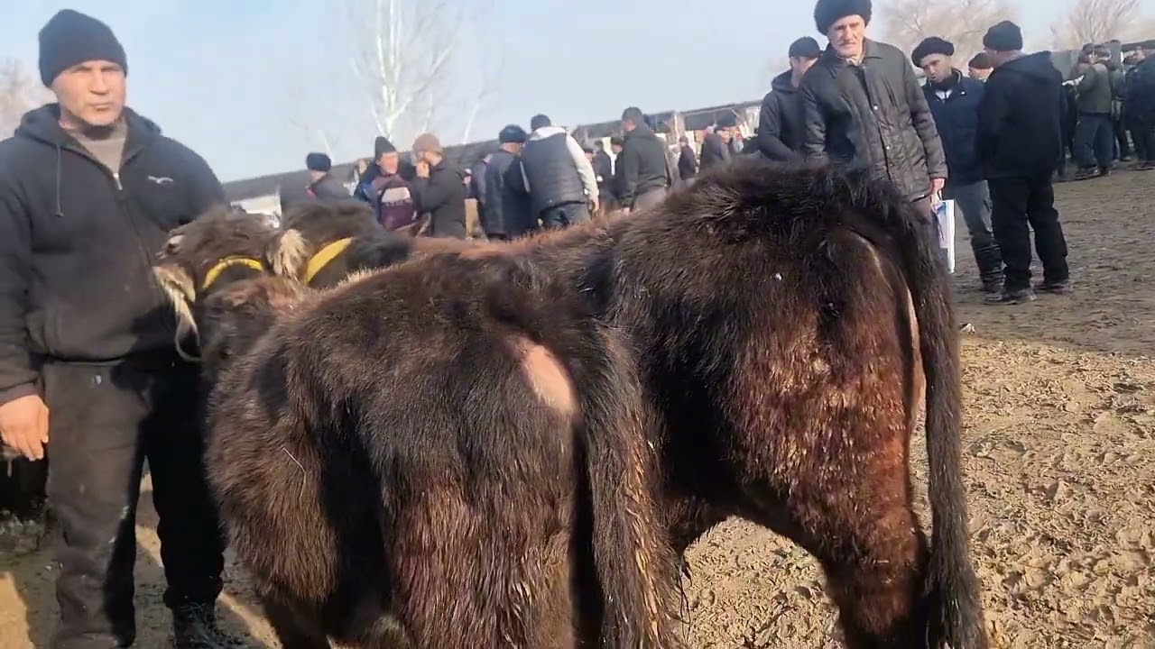 Marxamat bozori nega kasot