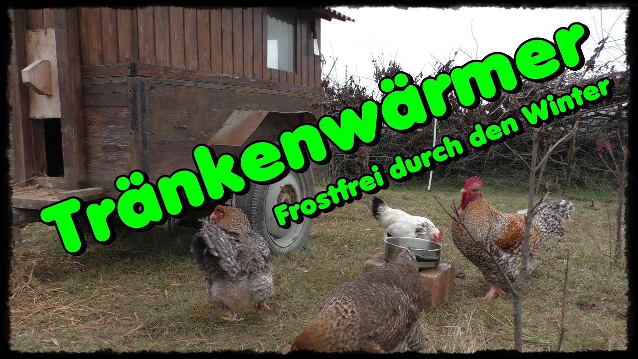 🐔Tränkenwärmer für Hühner 🥶 frostfreies Wasser im Winter 🐓