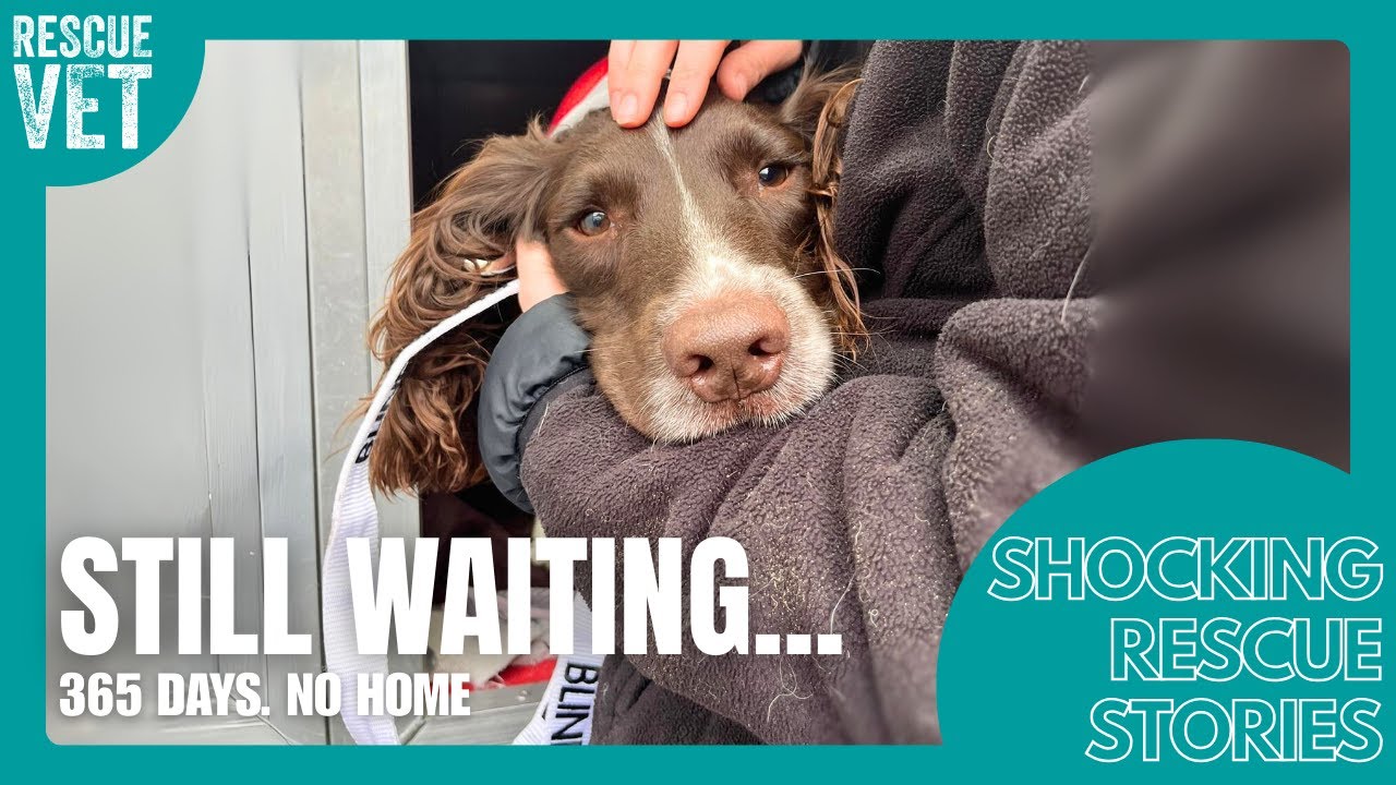 The Blind Dog No One Would Adopt: Brax's Story