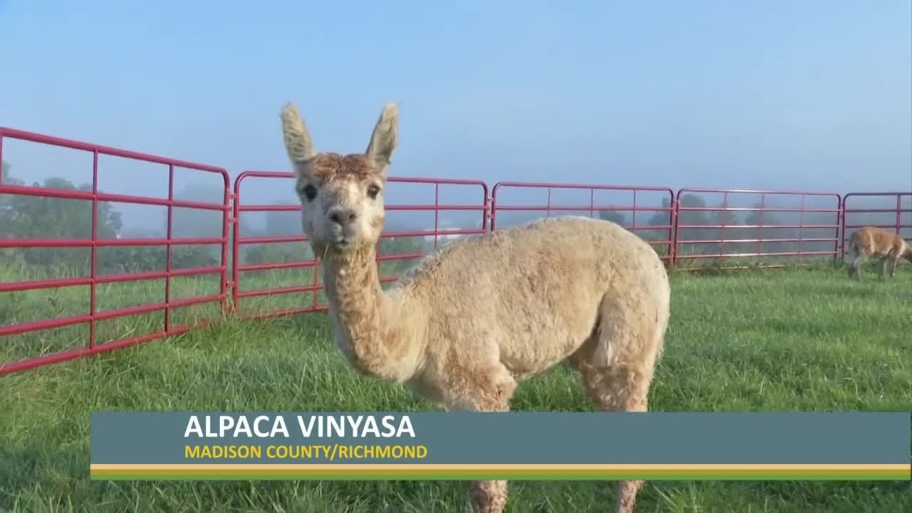 Alpaca vinyasa at River Hill Ranch in Richmond